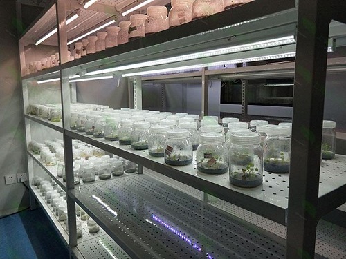 武清植物组织培养实验室设计建设方案